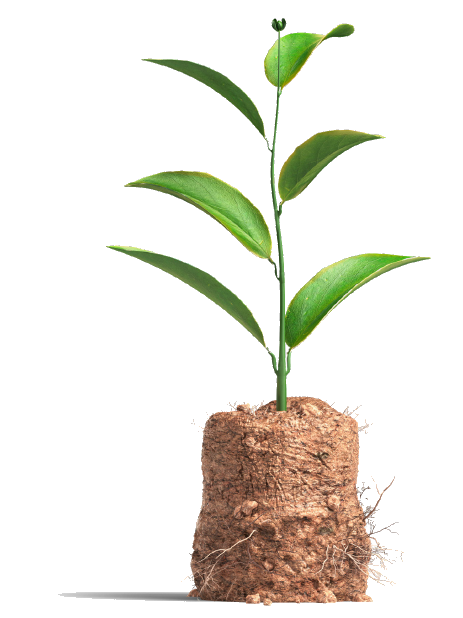 Responsabilidad Social